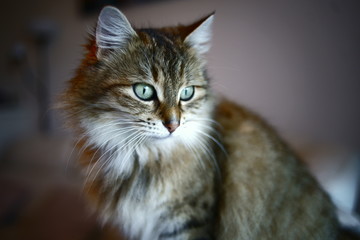 Chat pensant aux yeux vert