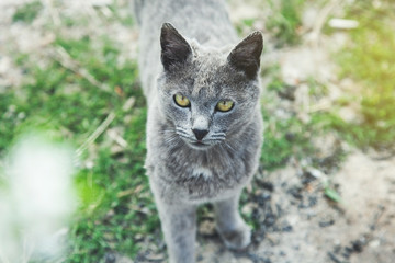 Fototapeta premium cat in green grass