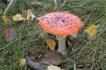 red mushroom in the forest