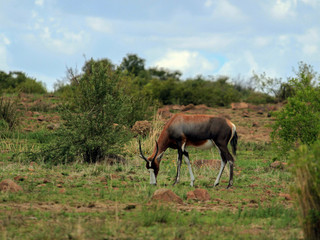 Naklejka na ściany i meble The blesbok or blesbuck (Damaliscus pygargus phillipsi), an antelope endemic to South Africa