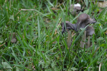 grass in the grass