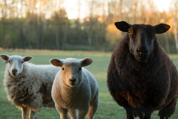 cute little lambs and black sheep on fresh green meadow