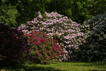 in rhododendron park