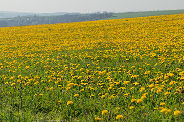Landschaft bei Eisenach in Thüringen im Frühling