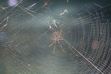 spider on web