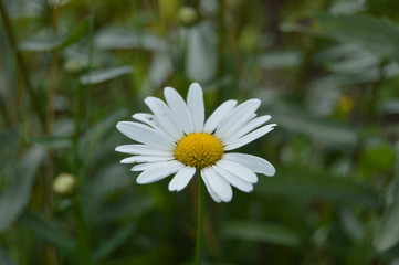 Obraz premium daisy in the grass