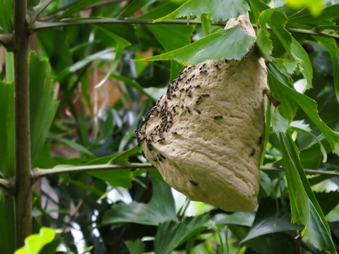 Pepsis Fabricius building your house