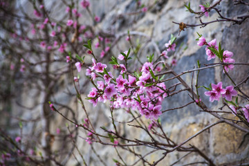 cherry blossom in spring