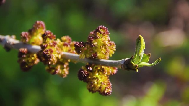 Buds and opening blossom of awakening Acer negundo tree close up. Blooming Manitoba maple or Elf maple branch in early spring macro shot at sunset. Cause of seasonal pasture myopathy SPM in horses