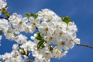 Fototapeta Białe kwiaty wiśni na tle błękitnego nieba obraz