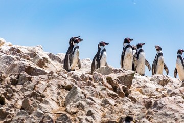 Humboldt Penguin