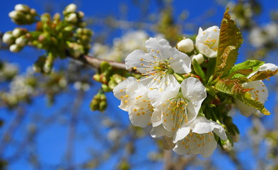 Delicate and beautiful white cherry flowers in the morning sun close up.  Spring background.