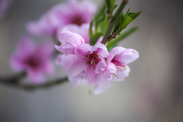 pink flower blooming cherry tree