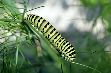chenille machaon