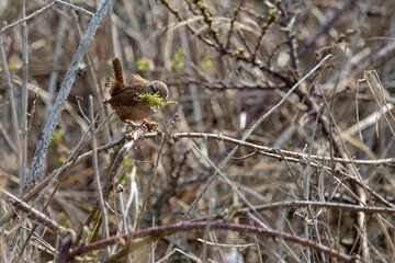 Zaunk&ouml;nig beim Nestbau