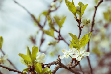 Spring flowers. Cherry blossoms over blurred nature background. Spring Background.