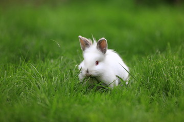 little funny white rabbit on lawn grass