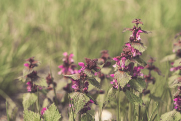 Summer meadow grass and flowers, summer background.