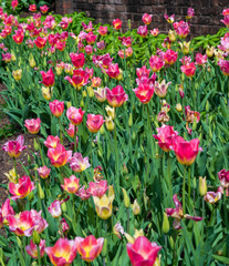 Fototapeta na wymiar Photo of a Tulip Garden
