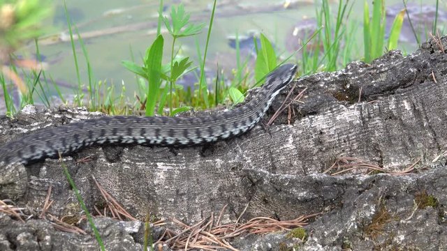 Kreuzotter (Vipera berus)