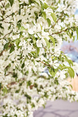 Detail of Spring, white cherry blossom flowers growing on tree branches