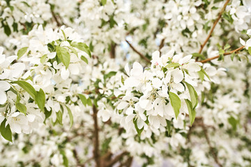 Macro detail of Spring, white cherry blossom flowers growing on tree branches