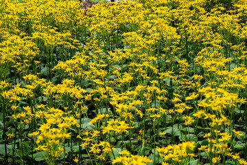 Field of Sunflowers