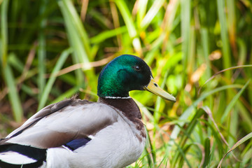 duck on the grass