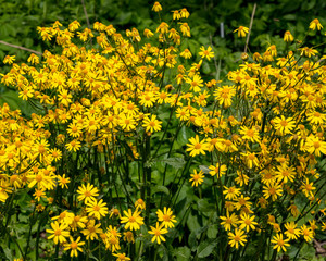 Sunflowers in a Garden