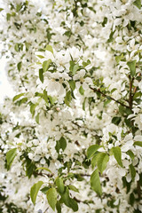 Detail of Spring, white cherry blossom flowers growing on tree branches