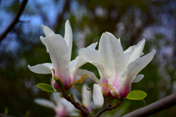 Fototapeta premium Beautiful blooming twig of white magnolia on background sky and trees