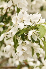 Macro detail of Spring, white cherry blossom flowers growing on tree branches