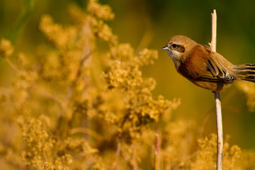 Cute little bird. Nature background. Common bird: Eurasian Penduline Tit.