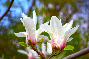 Beautiful blooming twig of white magnolia on background sky and trees