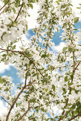 Macro detail of Spring, white cherry blossom flowers growing on tree branches