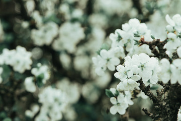 Spring flowers. Cherry blossoms over blurred nature background. Spring Background.