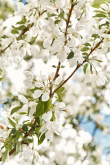 Macro detail of Spring, white cherry blossom flowers growing on tree branches