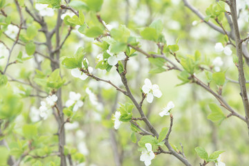 Cherry branches with white flowers, spring bloom, background.