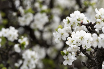Spring flowers. Cherry blossoms over blurred nature background. Spring Background.