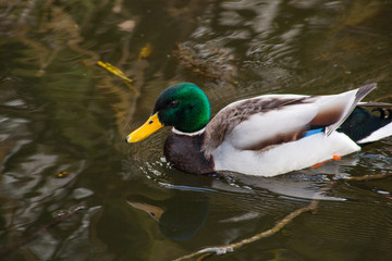 duck in water