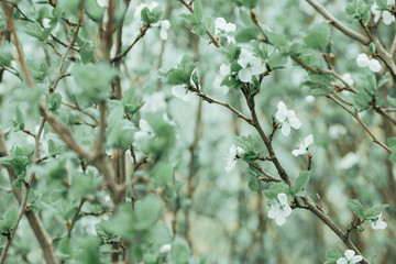 Spring flowers. Blossom tree over nature background. Spring Background.