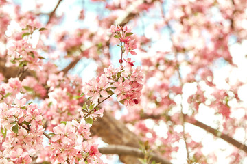 Macro detail of Spring pink cherry blossom flowers closeup. Prunus