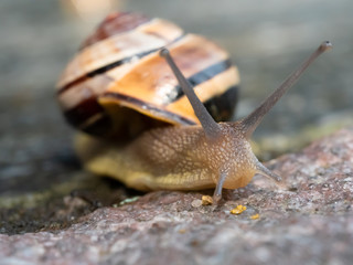 Gartenbänderschnecke Nahaufnahme
