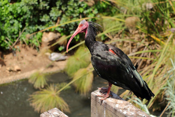 Northern Bald Ibis sits on a Wooden Beam