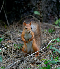 Squirrel on a branch in the woods.
