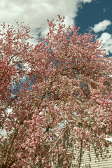 Landscape of Spring, pink cherry blossom tree against a blue sky