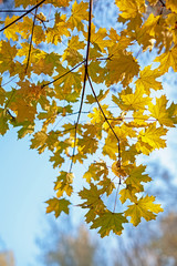 Fototapeta na wymiar Yellow leaves of a maple, against the blue sky.
