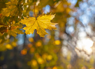 Yellow leaves of a maple, against the blue sky.
