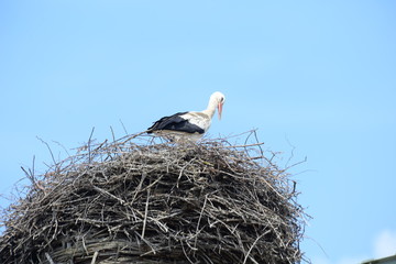 Storchennest