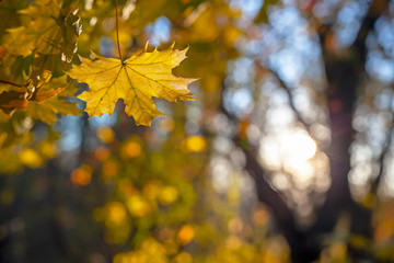 Naklejka na ściany i meble Yellow leaves of a maple, against the blue sky.